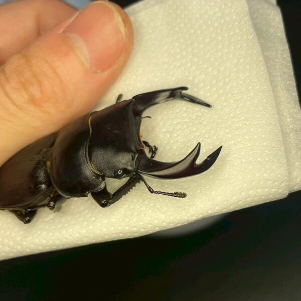 中國大鍬形蟲 ♂63mm 單公