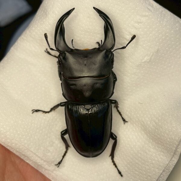 中國大鍬形蟲 ♂67mm 單公