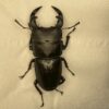 中國大鍬形蟲 ♂55mm 單公