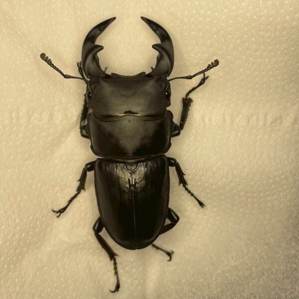中國大鍬形蟲 ♂55mm 單公
