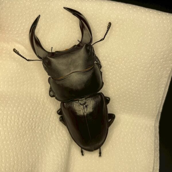 中國大鍬形蟲 ♂63mm 單公