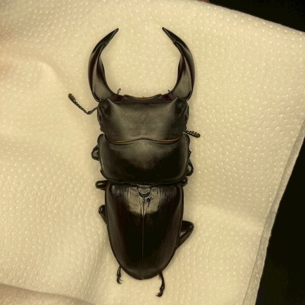 中國大鍬形蟲 ♂63mm 單公