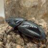 巴拉望巨扁鍬形蟲DTP♀ 50、51mm 兩母組-B