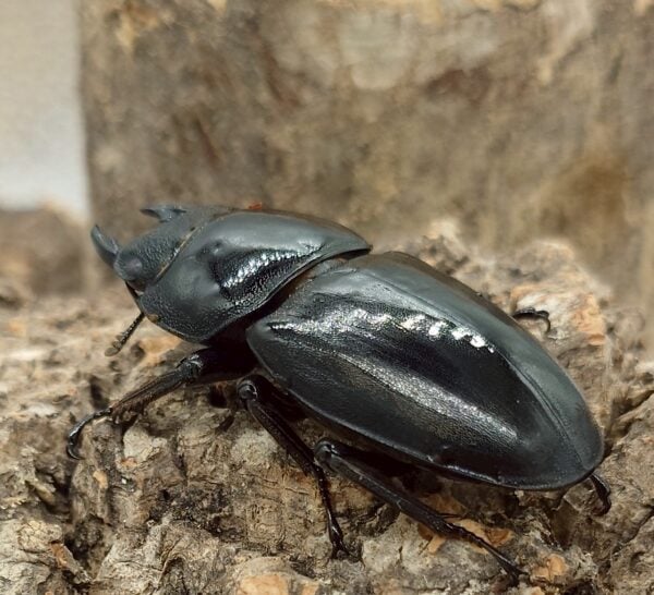 巴拉望巨扁鍬形蟲DTP♀ 50、51mm 兩母組-B