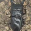 巴拉望巨扁鍬形蟲DTP ♂73mm ♀40、42、42mm 一公三母組