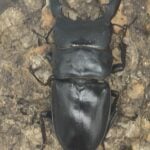 巴拉望巨扁鍬形蟲DTP ♂73mm ♀40、42、42mm 一公三母組