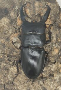 巴拉望巨扁鍬形蟲DTP ♂73mm ♀40、42、42mm 一公三母組