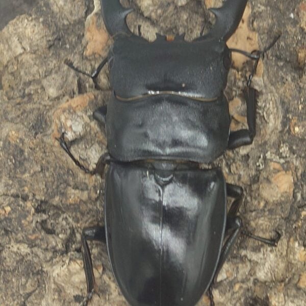 巴拉望巨扁鍬形蟲DTP ♂73mm ♀40、42、42mm 一公三母組
