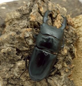 巴拉望巨扁鍬形蟲DTP ♂73mm ♀40、42、42mm 一公三母組