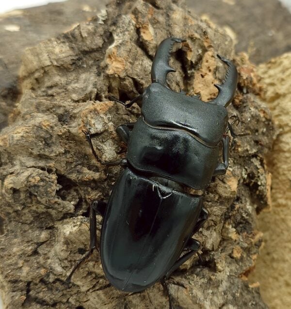 巴拉望巨扁鍬形蟲DTP ♂73mm ♀40、42、42mm 一公三母組