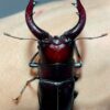 高砂鋸鍬形蟲 (和美產，親代68mm) ♂65mm 單公