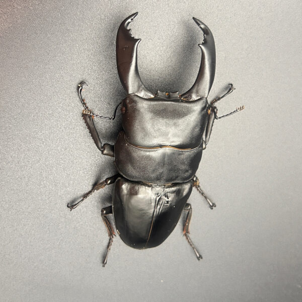 帝王扁鍬形蟲 ♂100mm 大型成對