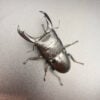 帝王扁鍬形蟲 ♂97mm 成對