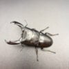 帝王扁鍬形蟲 ♂97mm 成對