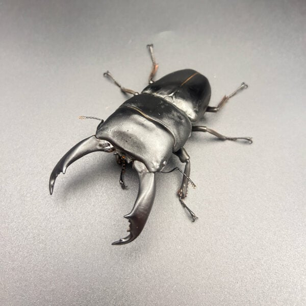 帝王扁鍬形蟲 ♂97mm 成對
