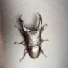 帝王扁鍬形蟲 ♂98mm 成對