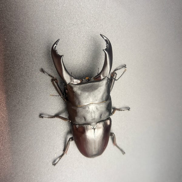 帝王扁鍬形蟲 ♂98mm 成對
