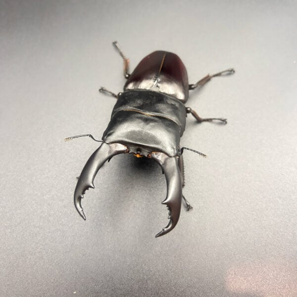 帝王扁鍬形蟲 ♂98mm 成對