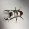 帝王扁鍬形蟲 ♂98mm 成對