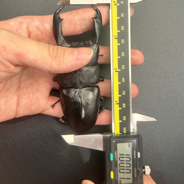 帝王扁鍬形蟲 ♂100mm 大型成對