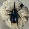 撒旦大兜蟲 ♂88mm 成對