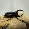 撒旦大兜蟲 ♂92mm 成對
