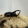 撒旦大兜蟲 ♂88mm 成對
