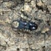明寧瑞奇叉角 ♂64mm 成對