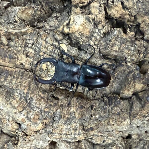 明寧瑞奇叉角 ♂64mm 成對