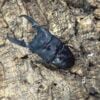 巴拉望巨扁 ♂106mm （DDA血統）成對