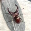 姬深山鍬形蟲（新北.烏來產.彎牙）♂50mm 成對