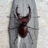姬深山鍬形蟲（新北.烏來產）♂50.5mm 成對
