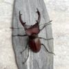 姬深山鍬形蟲（新北.烏來產）♂49mm 成對