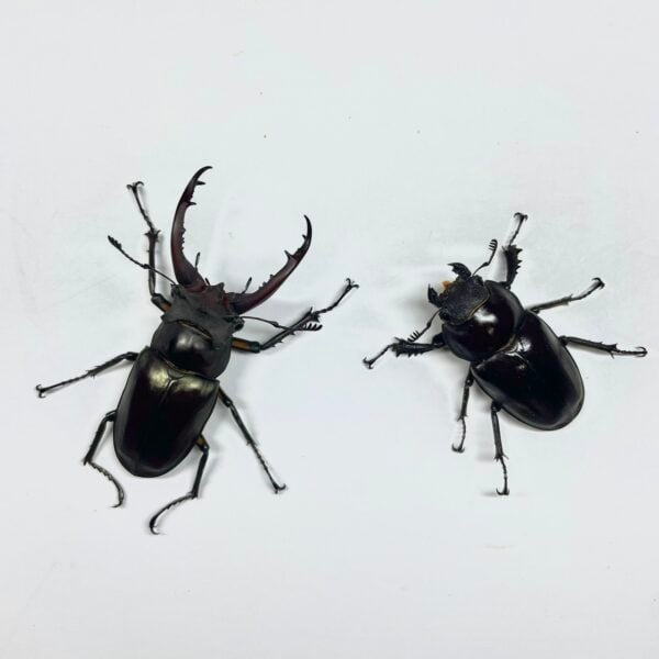 兔耳深山鍬形蟲（越南產）♂61mm 成對