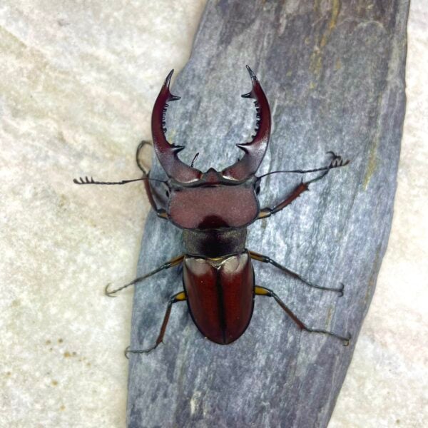 姬深山鍬形蟲（新北.三峽產）♂51mm 成對