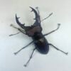 姬深山鍬形蟲（新北.三峽產）♂51.8mm 單公