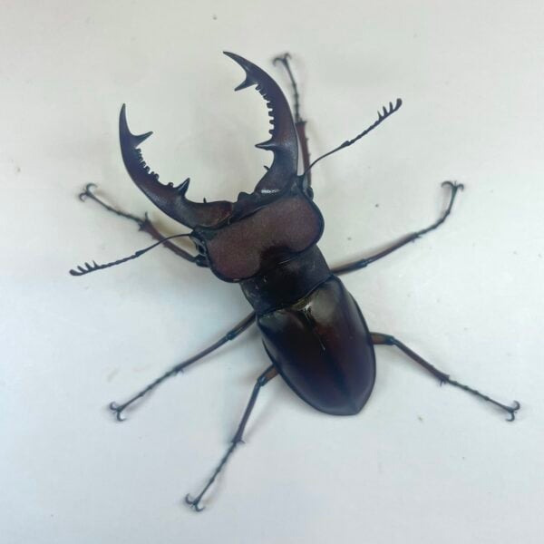 姬深山鍬形蟲（新北.三峽產）♂51.8mm 單公