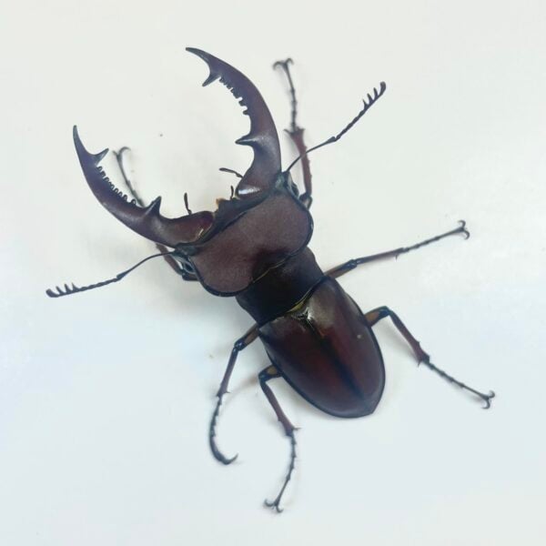 姬深山鍬形蟲（新北.三峽產）♂51mm 成對