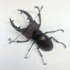 姬深山鍬形蟲（新北.三峽產）♂50mm 成對