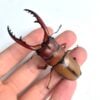兩點赤鍬形蟲（新竹.尖石產）♂65mm 成對