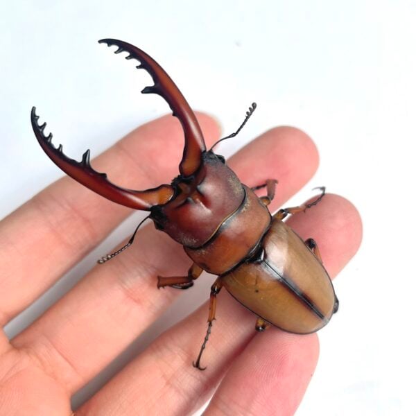 兩點赤鍬形蟲（新竹.尖石產）♂65mm 成對