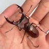 姬深山鍬形蟲（新竹.尖石產）♂51mm 成對