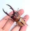 兩點赤鍬形蟲（苗栗.大湖產）♂65mm 成對