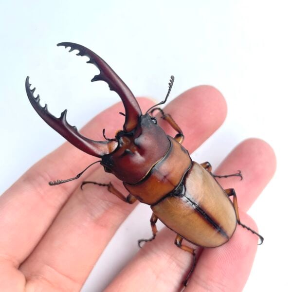 兩點赤鍬形蟲（苗栗.大湖產）♂65mm 成對