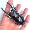 台灣鬼豔鍬形蟲（新北.坪林產）♂85mm 對蟲