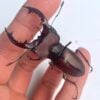 姬深山鍬形蟲（新北.三峽產）♂52mm 成對