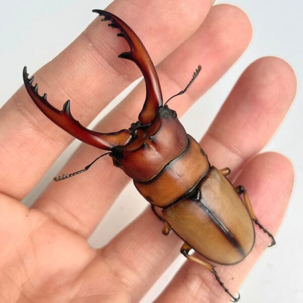 兩點赤鍬形蟲（新北.坪林產）♂64.9mm 成對