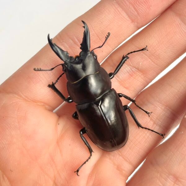 圓翅鋸鍬形蟲（新北.坪林產）♂42mm 單公