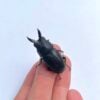 圓翅鋸鍬形蟲（新北.三峽產）♂36mm 單公