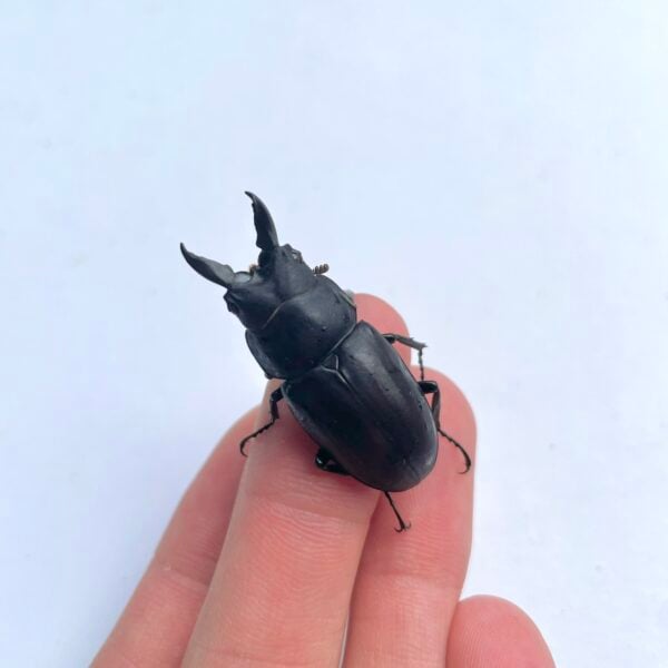 圓翅鋸鍬形蟲（新北.三峽產）♂36mm 單公